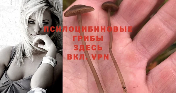 прущие грибы Аркадак